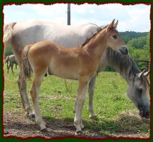 Kojakk, Arabian Colt for sale