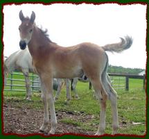 Kojakk, Arabian Colt for sale