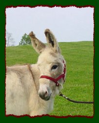 sts Spongebob, spotted miniature donkey gelding prospec