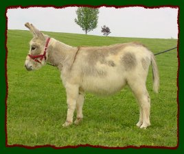 Shorecrests Spongebob, spotted miniature donkey gelding prospect