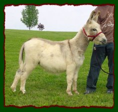 sts Spongebob, spotted miniature donkey gelding prospec