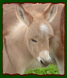 Shorecrests Spotlite