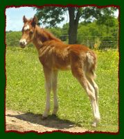 Welsh Shetland Filly, Twinkie, For Sale (11,102 bytes)