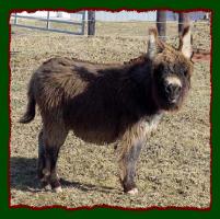 Miniature Donkey Future Herd Sire, Shorecrest's Bo Tye (10,813 bytes)