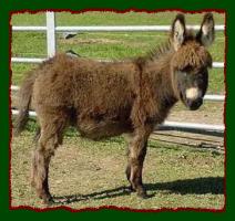 Miniature Donkey Future Herd Sire, Shorecrest's Bo Tye (11,108 bytes)