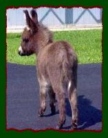 Miniature Donkey Future Herd Sire, Shorecrest's Bo Tye (6773 bytes)