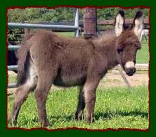 Miniature Donkey Future Herd Sire, Shorecrest's Bo Tye (11917 bytes)