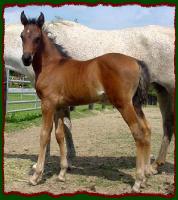 Zakk, Arabian Colt for sale