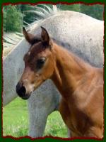 Zakk, Arabian Colt for sale