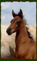 Zakk, Arabian Colt for sale