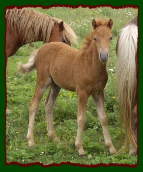 Shorecrests Apple Cinnamon