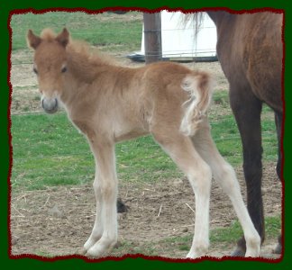 Shorecrests Caramel Apple