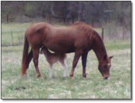 Caramel with her temporary mom!