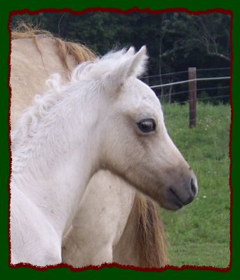 Wendy's 2008 Colt