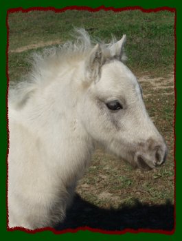 Wendy's 2008 Colt